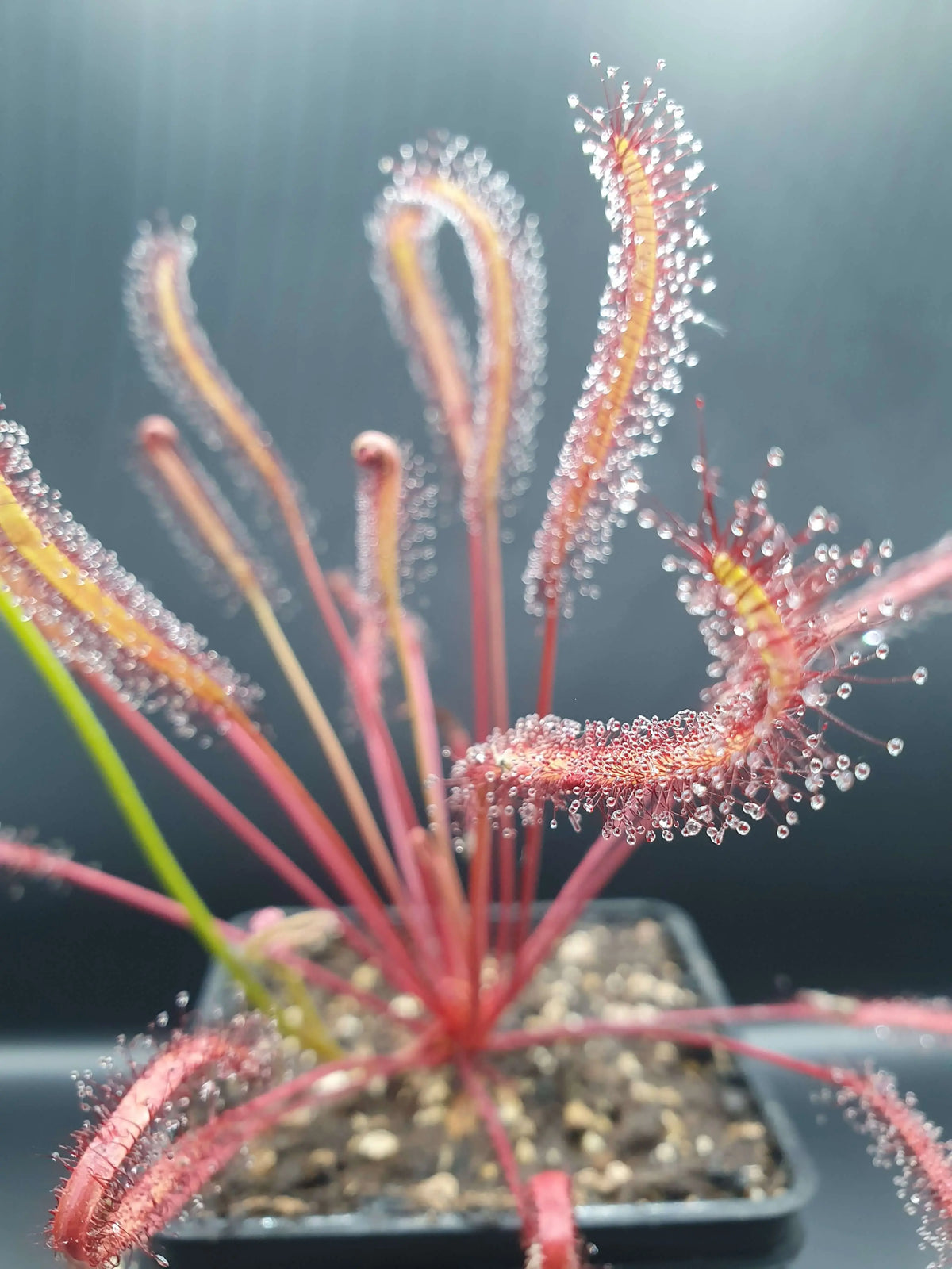 Drosera capensis "All Red" dans son pot