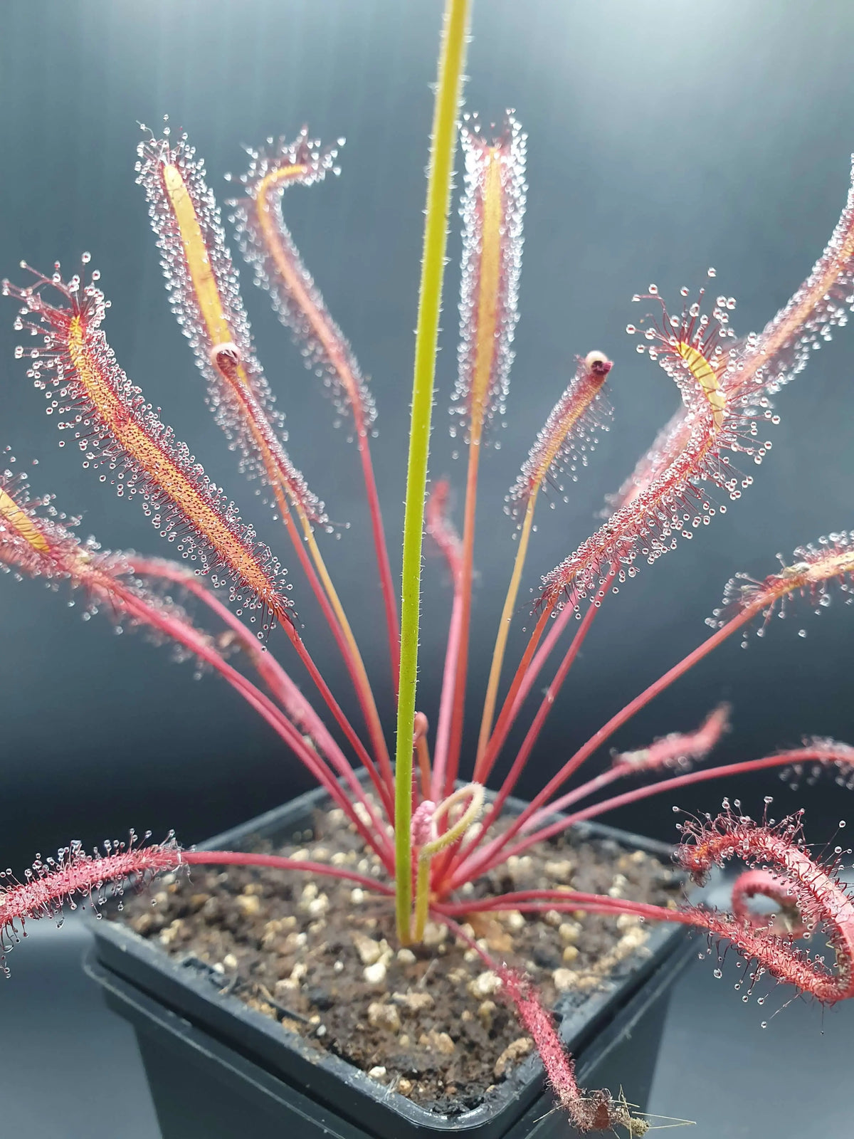 Drosera capensis "All Red" gros plan sur les feuilles tentacules