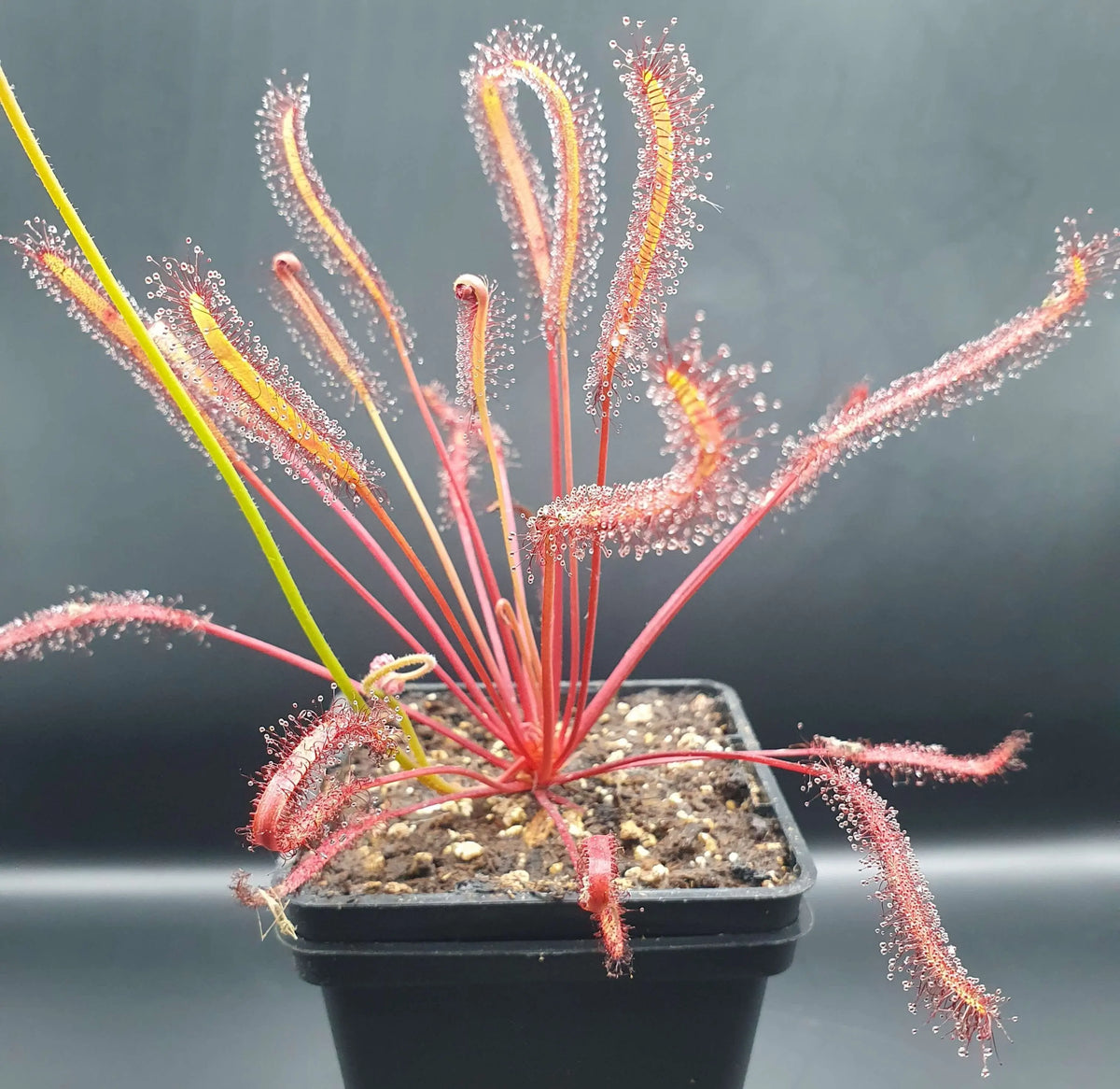 Drosera capensis "All Red" à la pépinière Carnivore de Sologne