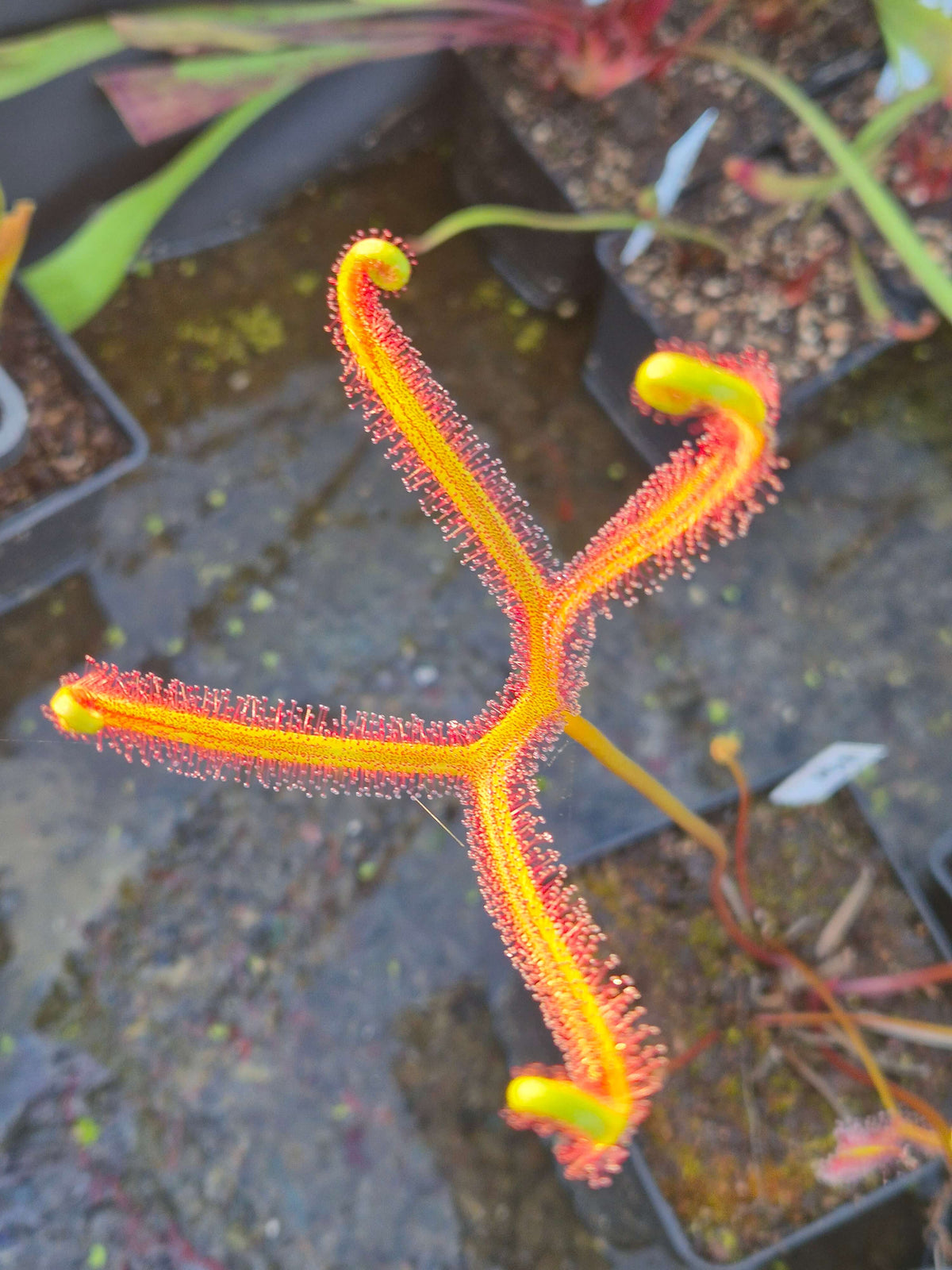 Drosera binata var. dichotoma, tentacules fourchus couverts de rosée, plante carnivore