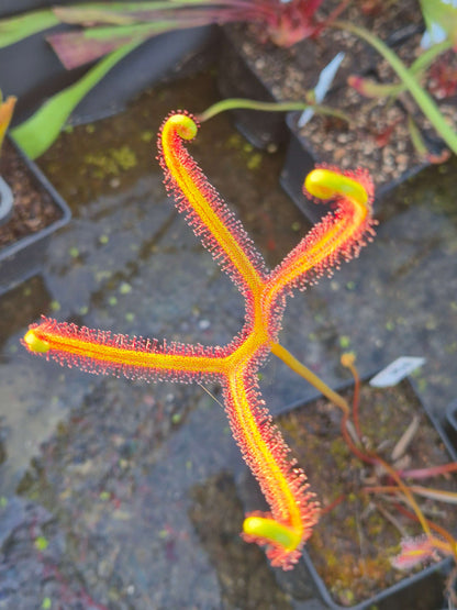 Drosera binata var. dichotoma, tentacules fourchus couverts de rosée, plante carnivore