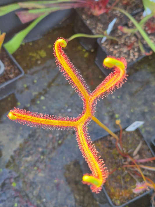 Drosera binata var. dichotoma, tentacules fourchus couverts de rosée, plante carnivore