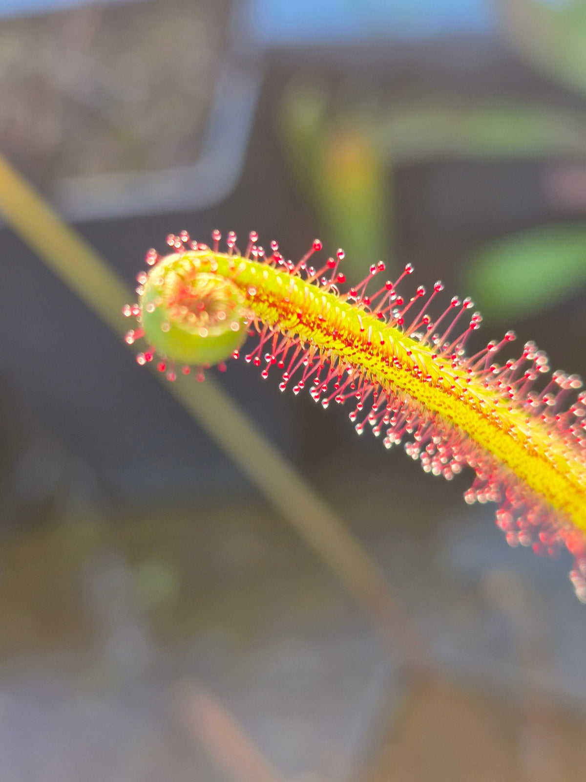 Drosera binata var. dichotoma, vue d'ensemble de la rosette