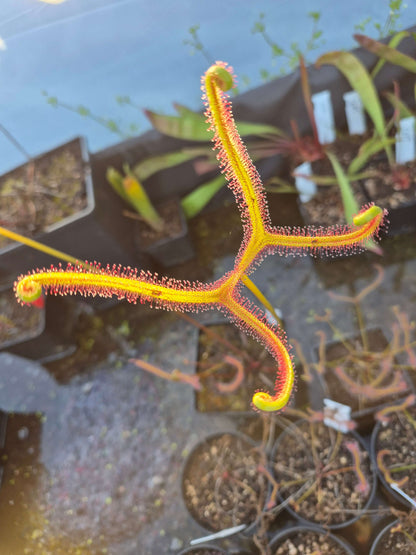 Drosera binata var. dichotoma cultivé en pot, plante carnivore, pépinière Carnivore de Sologne