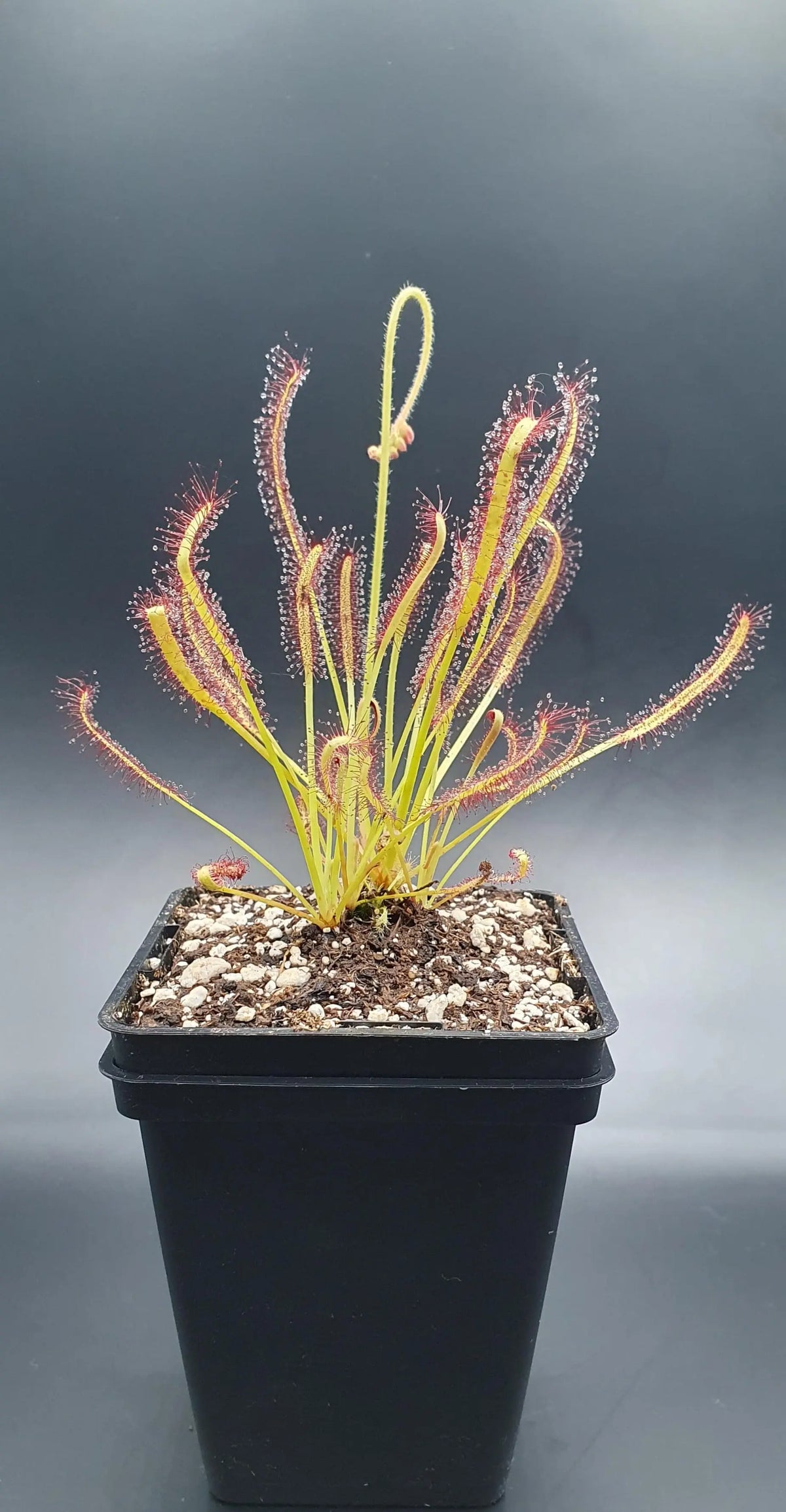 Drosera capensis et ses feuilles tentacules