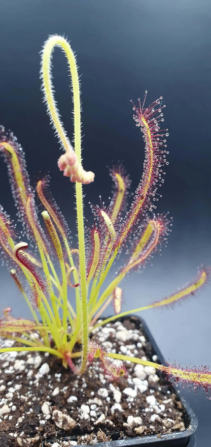 Drosera capensis dans son pot
