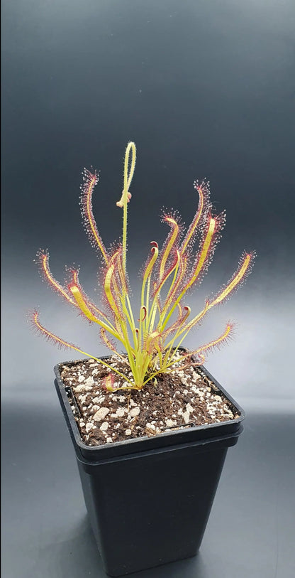 Drosera capensis gros plan sur les feuilles tentacules