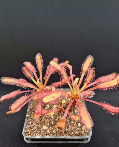 Drosera capensis "Bainskloof" à la pépinière Carnivore de Sologne