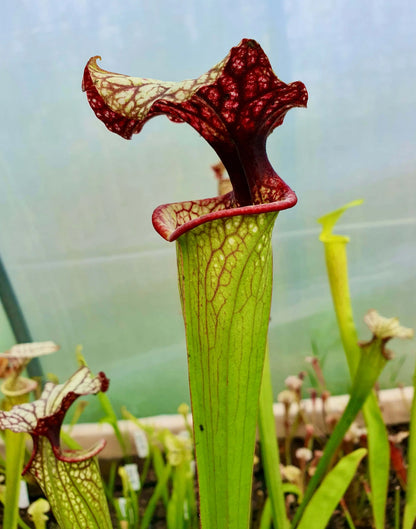 Sarracenia x moorei "John David King" MK H224 dans son pot