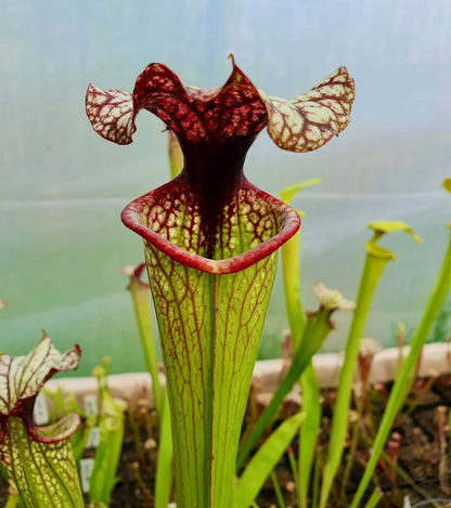 Sarracenia x moorei "John David King" MK H224 urnes
