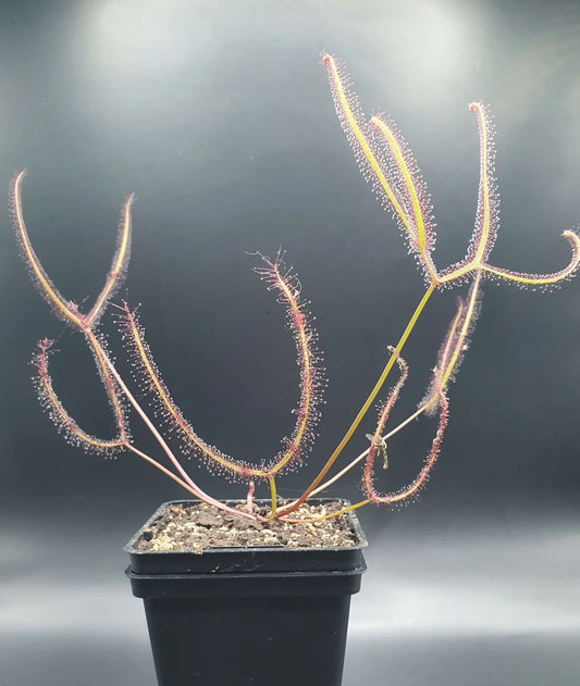 Drosera binata, Lake Burbury, Tasmania CARNIVORE DE SOLOGNE