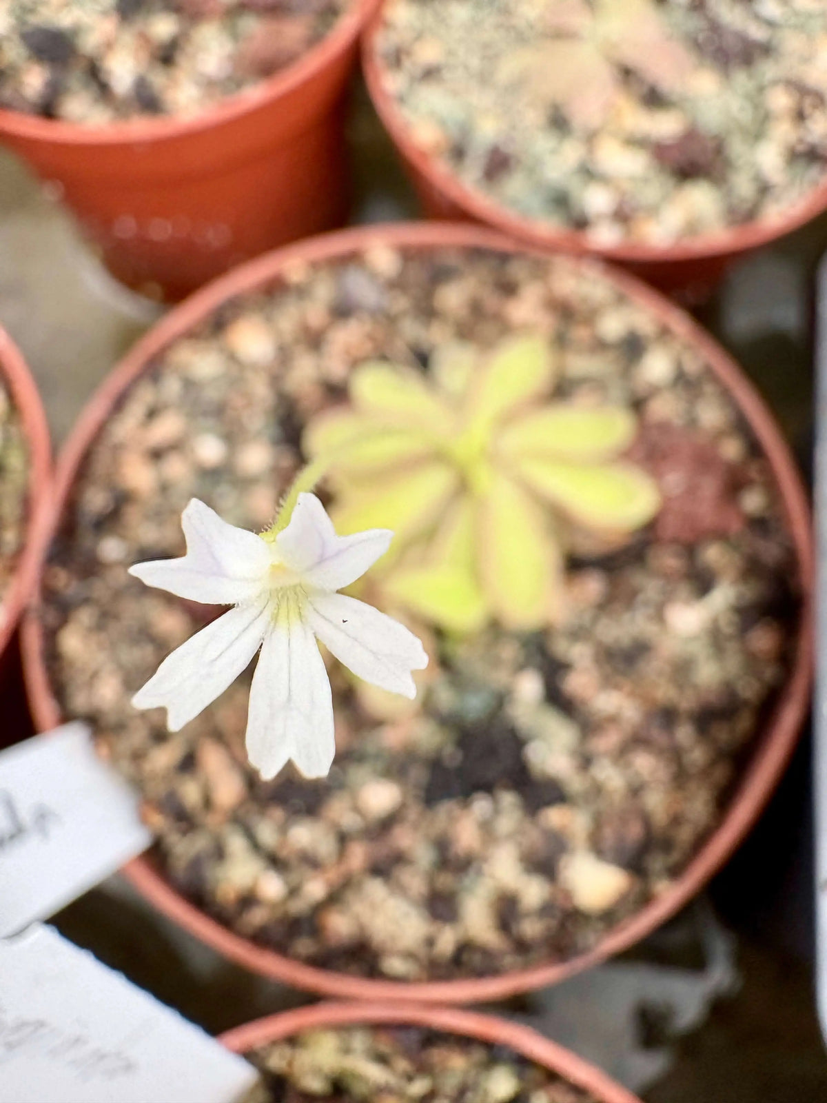 Pinguicula emarginata white flower fleur blanche