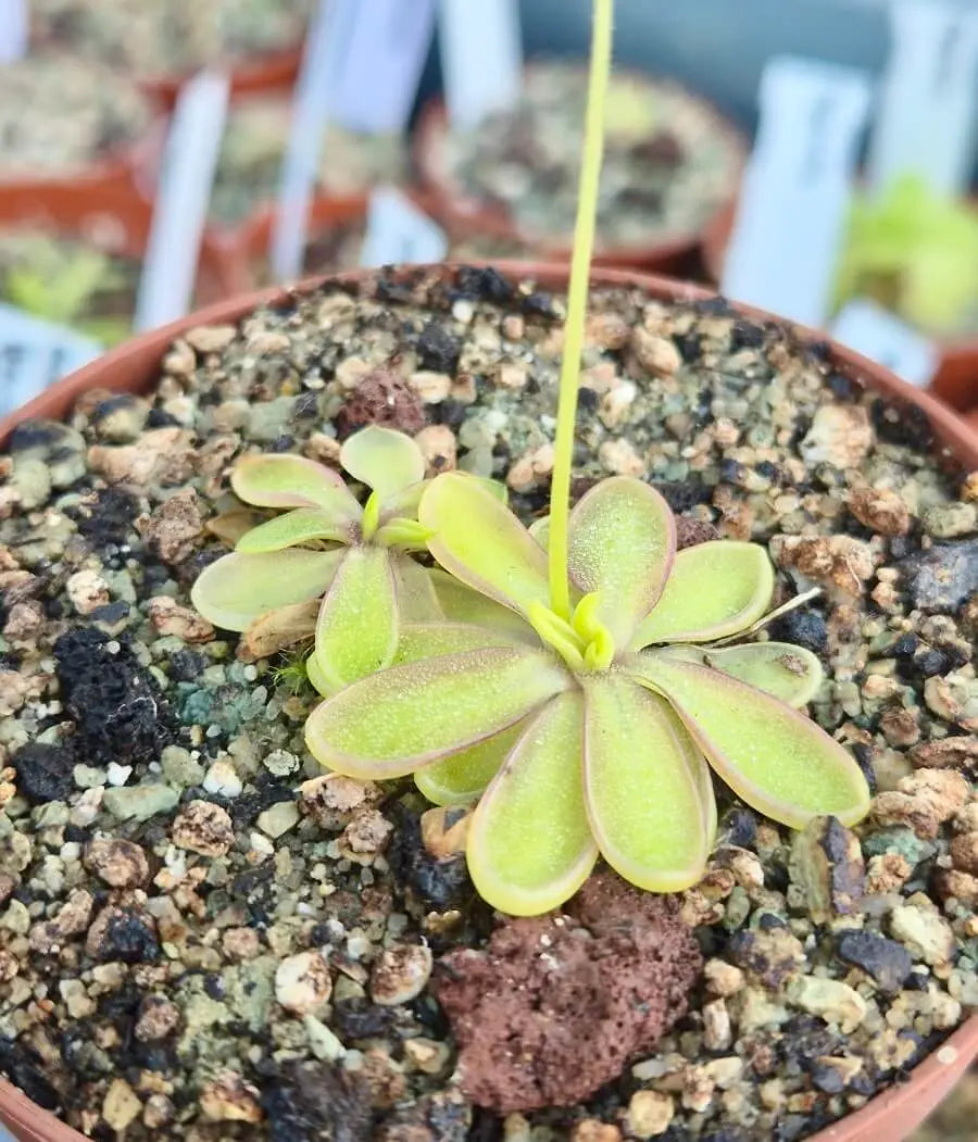 Pinguicula emarginata white flower dans son pot