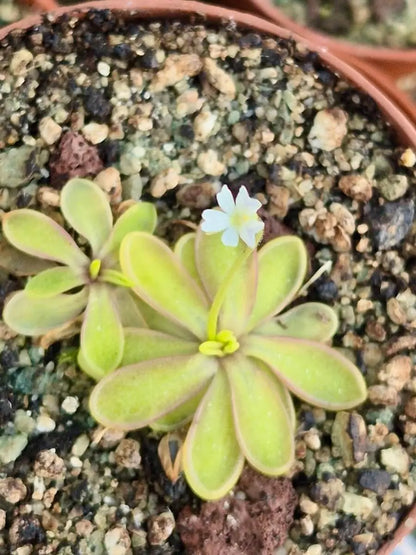 Pinguicula emarginata white flower à la pépinière Carnivore de Sologne