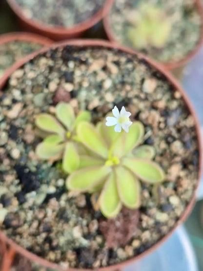 Pinguicula emarginata white flower gros plan sur la fleur