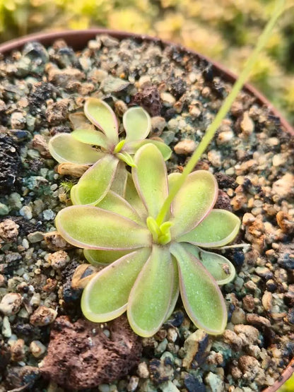 Pinguicula emarginata white flower en culture