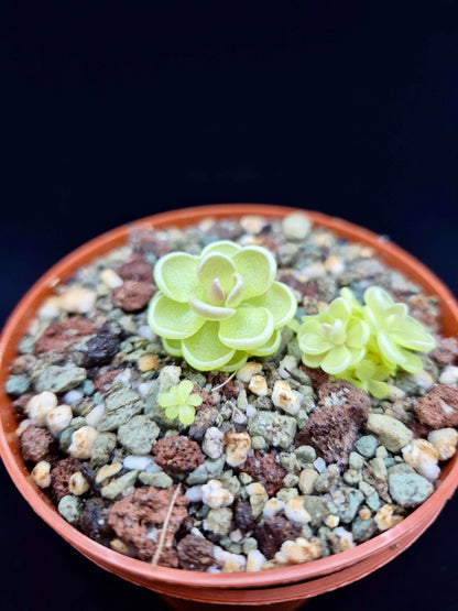 Pinguicula esseriana cultivée en pot, plante carnivore, pépinière Carnivore de Sologne