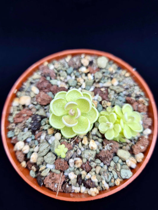 Pinguicula esseriana, plante carnivore à rosette compacte