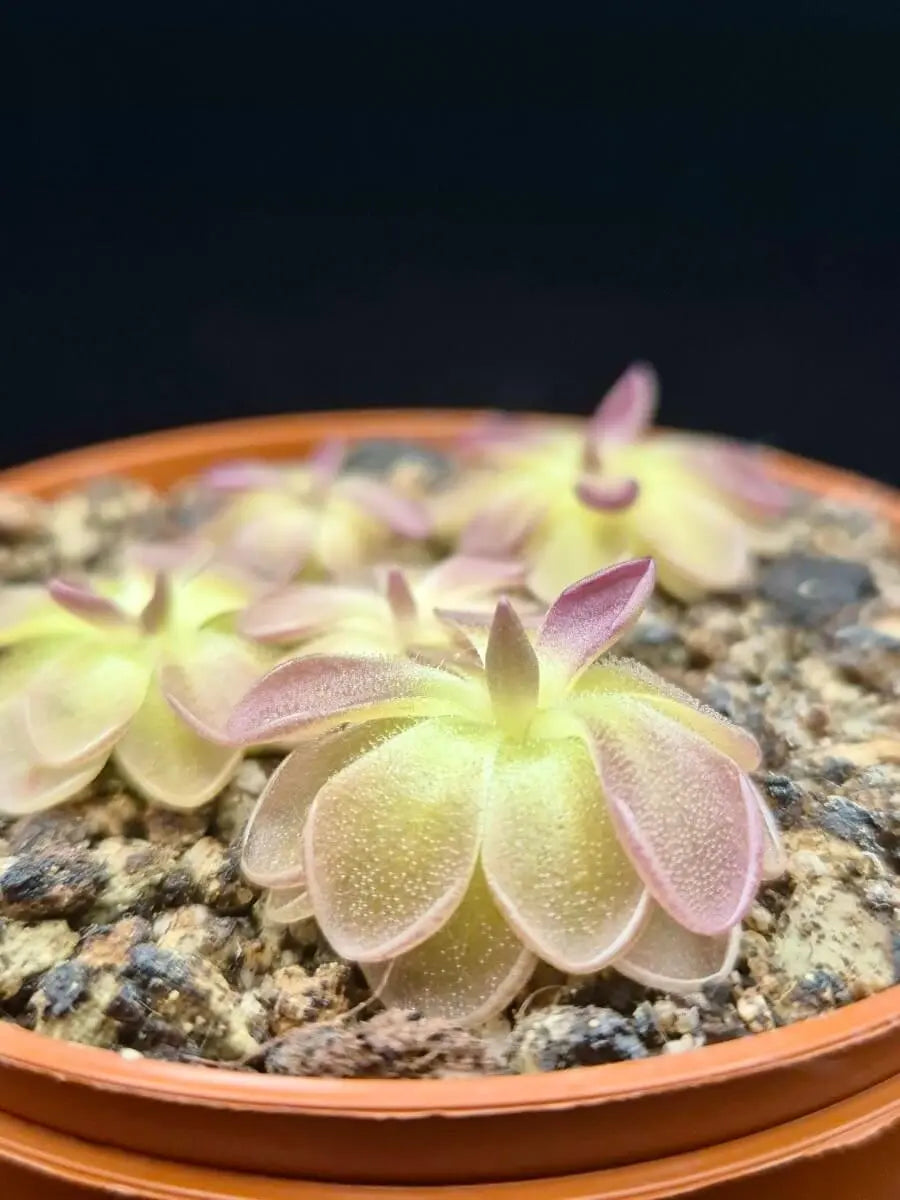 Pinguicula moranensis "Kirkbright" à la pépinière Carnivore de Sologne