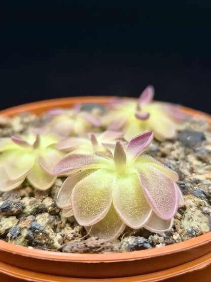 Pinguicula moranensis "Kirkbright" à la pépinière Carnivore de Sologne