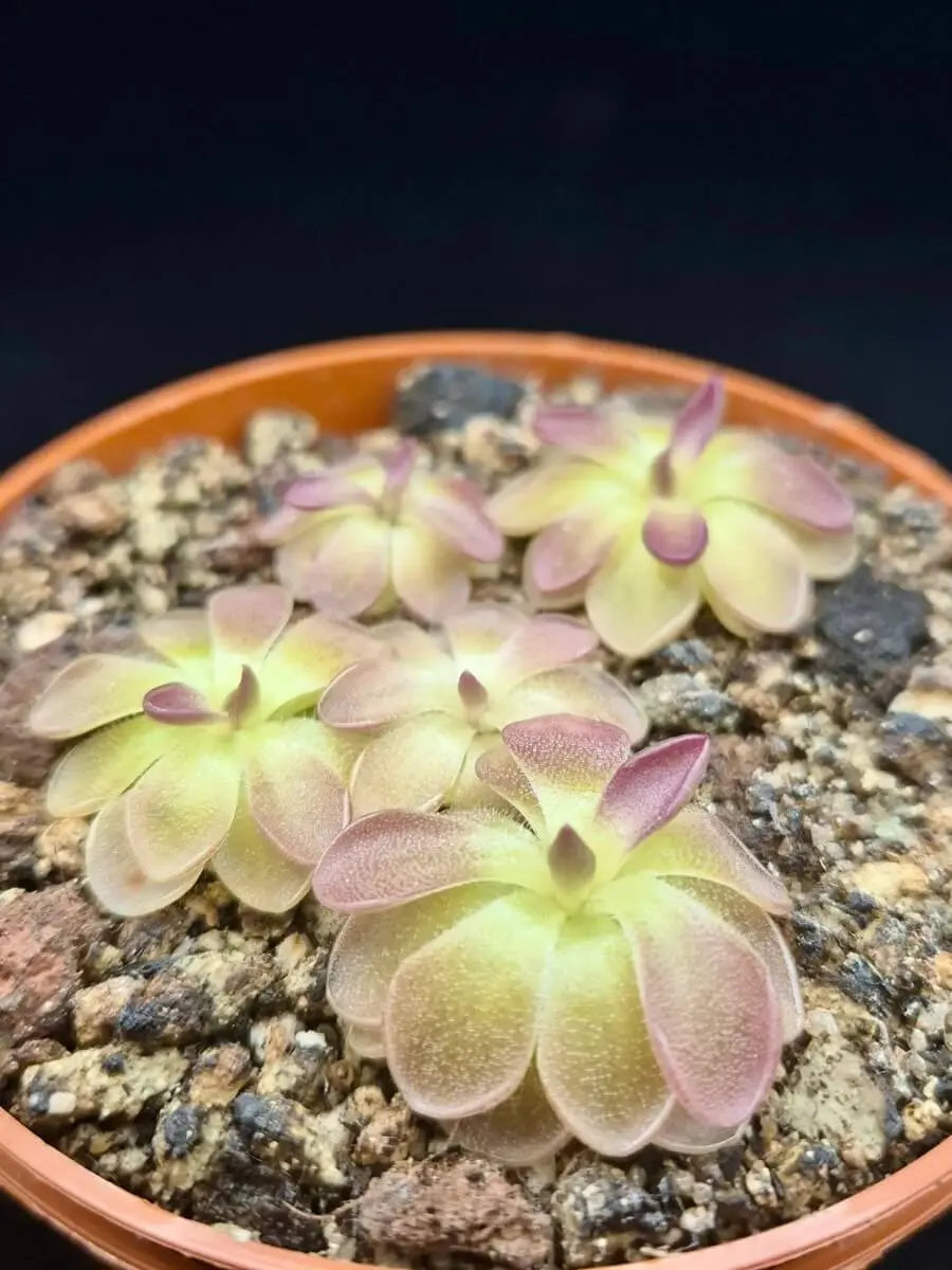 Pinguicula moranensis "Kirkbright" en fleur