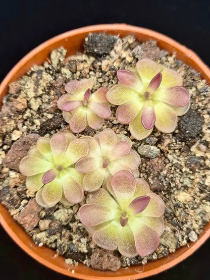 Pinguicula moranensis "Kirkbright" dans son pot