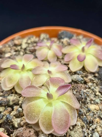 Pinguicula moranensis "Kirkbright" gros plan sur les feuilles