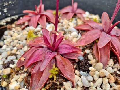 Pinguicula planifolia dans son pot