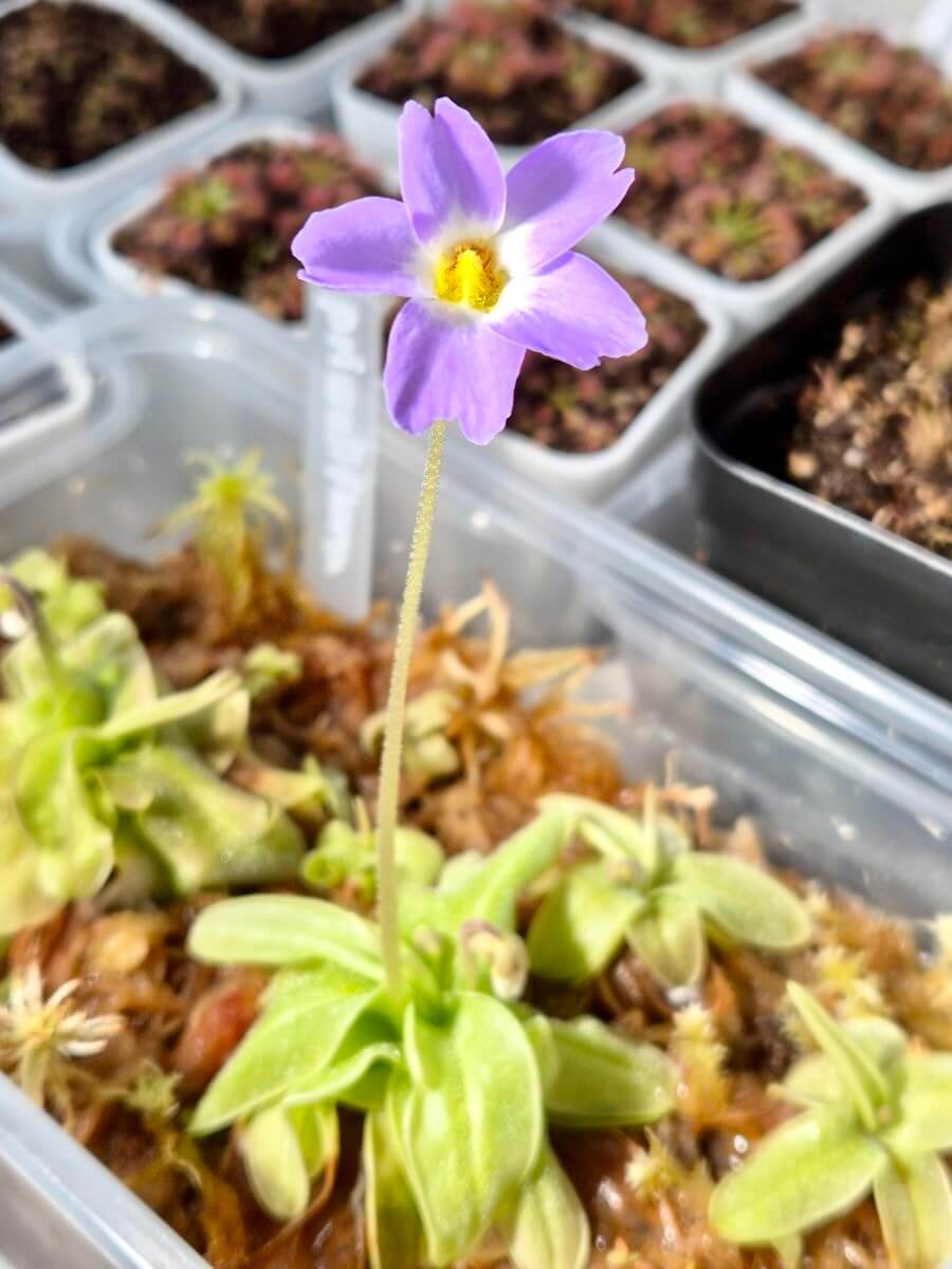 Pinguicula primuliflora, fleur violette, plante carnivore