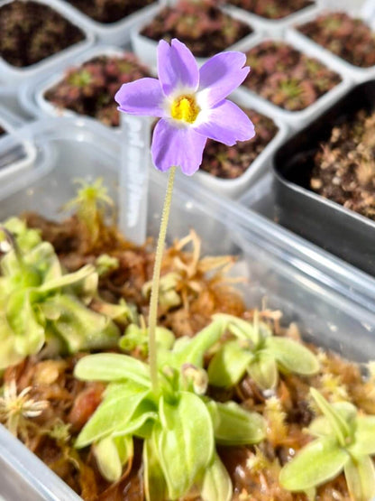 Pinguicula primuliflora, fleur violette, plante carnivore