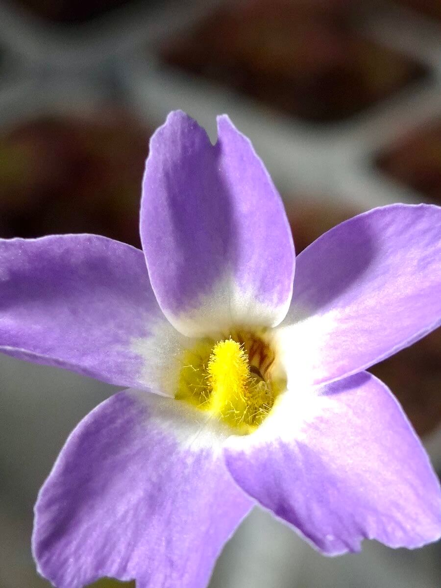 Pinguicula primuliflora, détail de la fleur violette