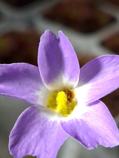 Pinguicula primuliflora, détail de la fleur violette