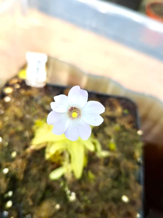 Pinguicula primuliflora White Flower, fleur blanche, plante carnivore