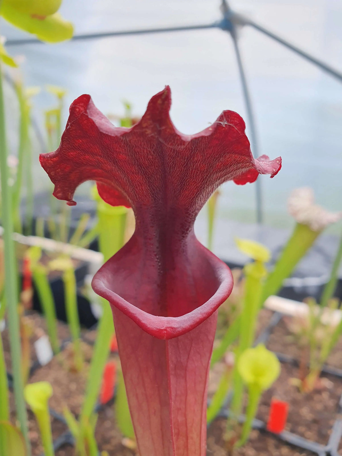 Sarracenia x moorei "Praetorian Guard" urnes rouge sombre