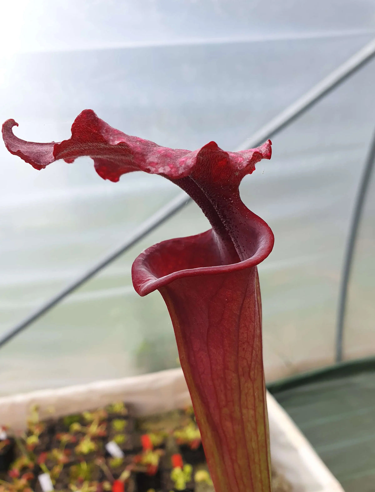 Sarracenia x moorei "Praetorian Guard" dans son pot