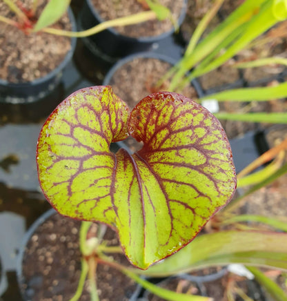Sarracenia flava var. rubricorpora Giant à la pépinière Carnivore de Sologne