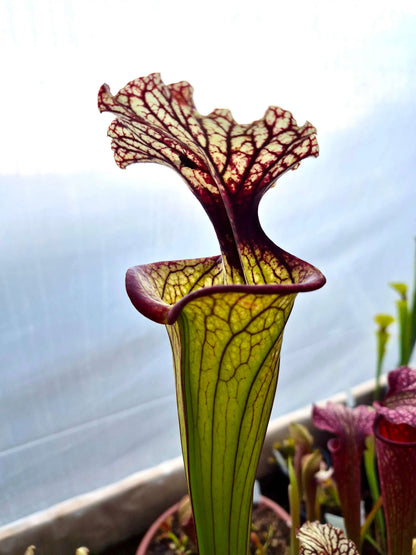 Sarracenia CDS56 dans son pot