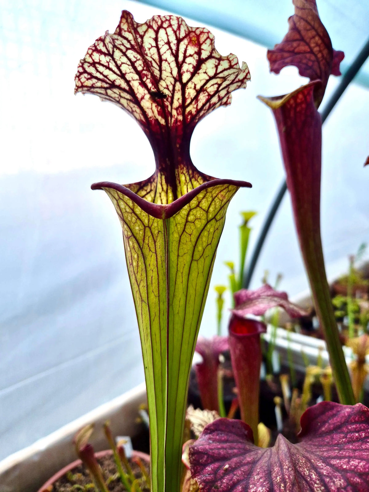Sarracenia CDS56 à la pépinière Carnivore de Sologne
