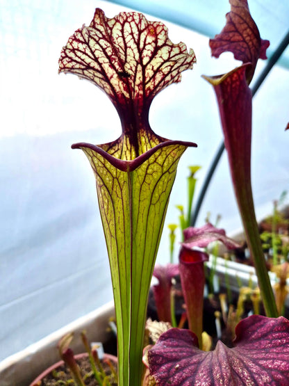 Sarracenia CDS56 à la pépinière Carnivore de Sologne
