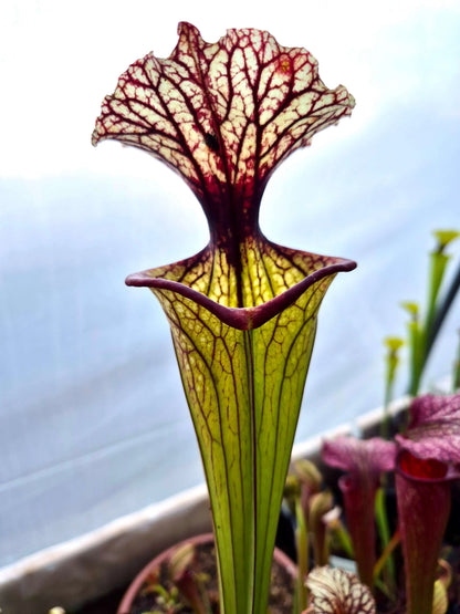 Sarracenia CDS56 avec ses belles couleurs à la serre