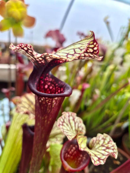 Sarracenia Bleu Blanc Rose AS016, détail des teintes rouge, blanc et rose