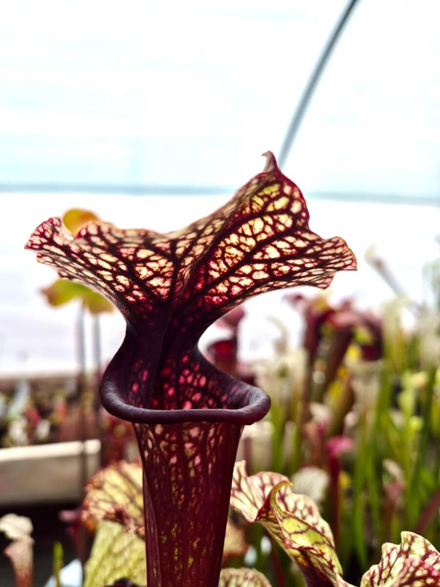 Sarracenia Bleu Blanc Rose AS016 cultivé en pot, plante carnivore en Sologne
