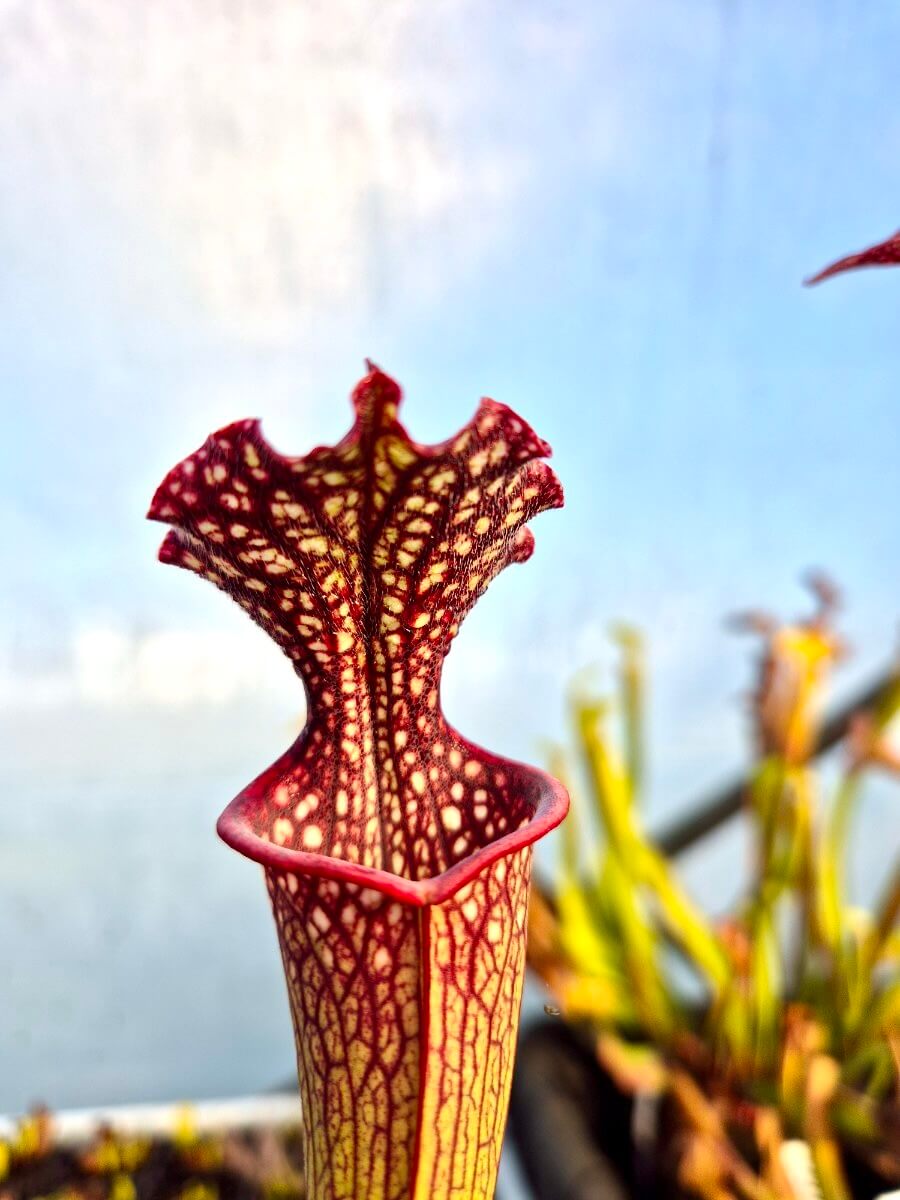 Sarracenia "Solven" (CDS164)