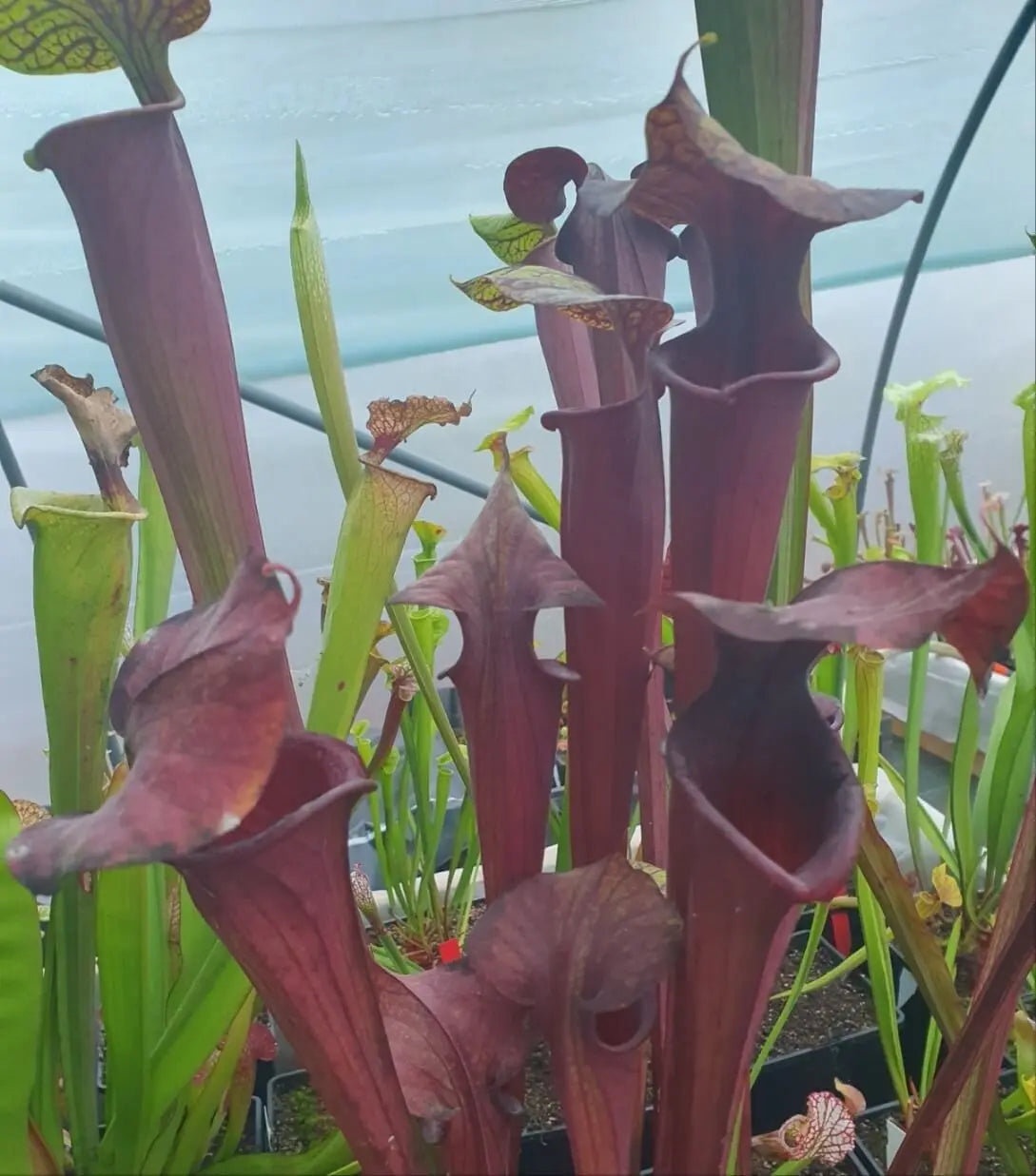 Sarracenia 'Laughing Wizard' gros plan sur les urnes