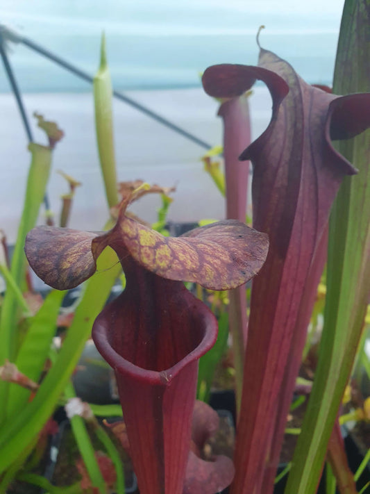 Sarracenia 'Laughing Wizard' urne opércule en chapeau de sorcier