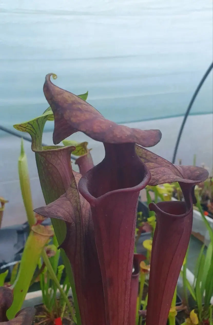 Sarracenia 'Laughing Wizard' dans son pot