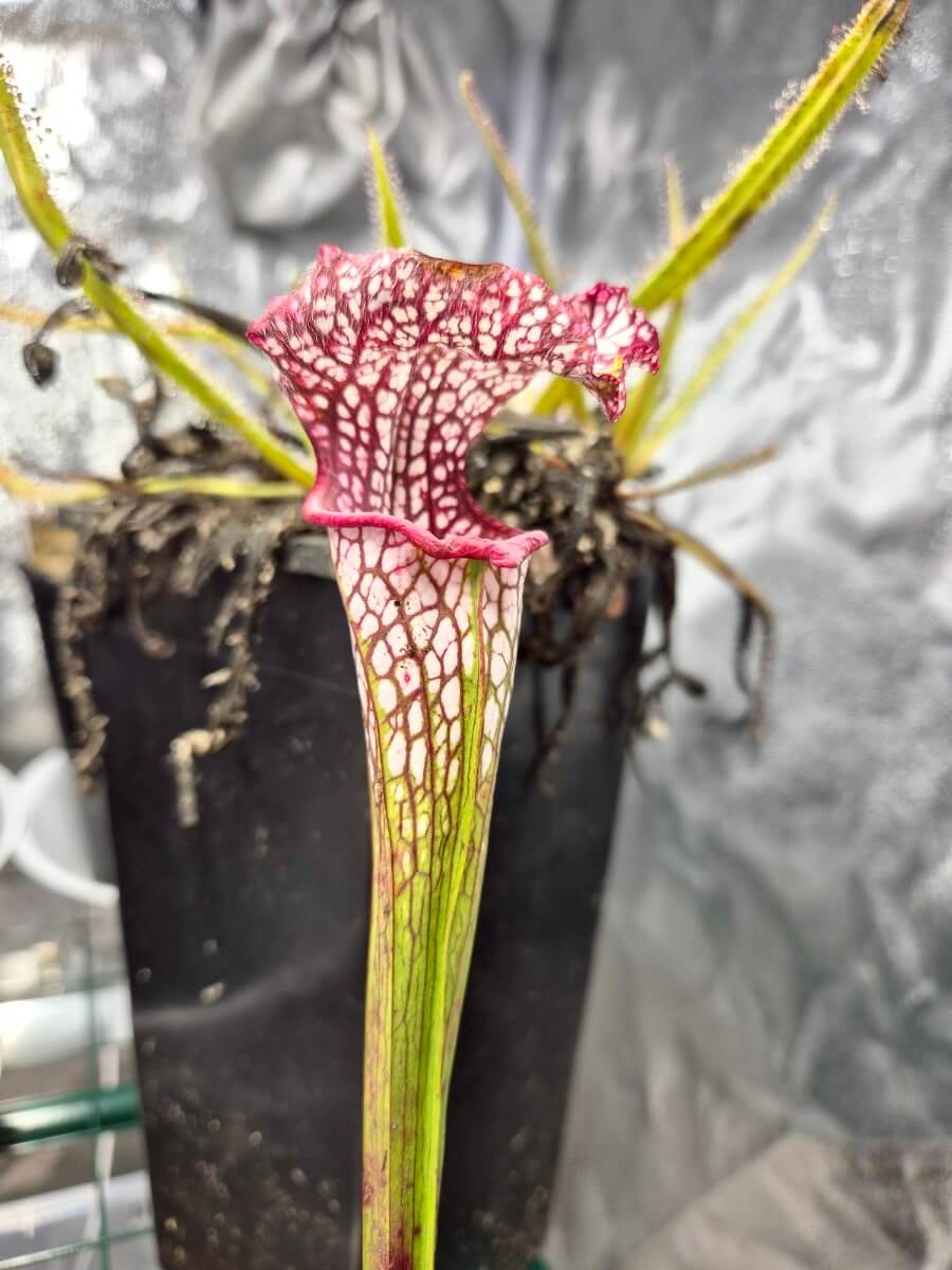 Sarracenia "Like" (CDS163)
