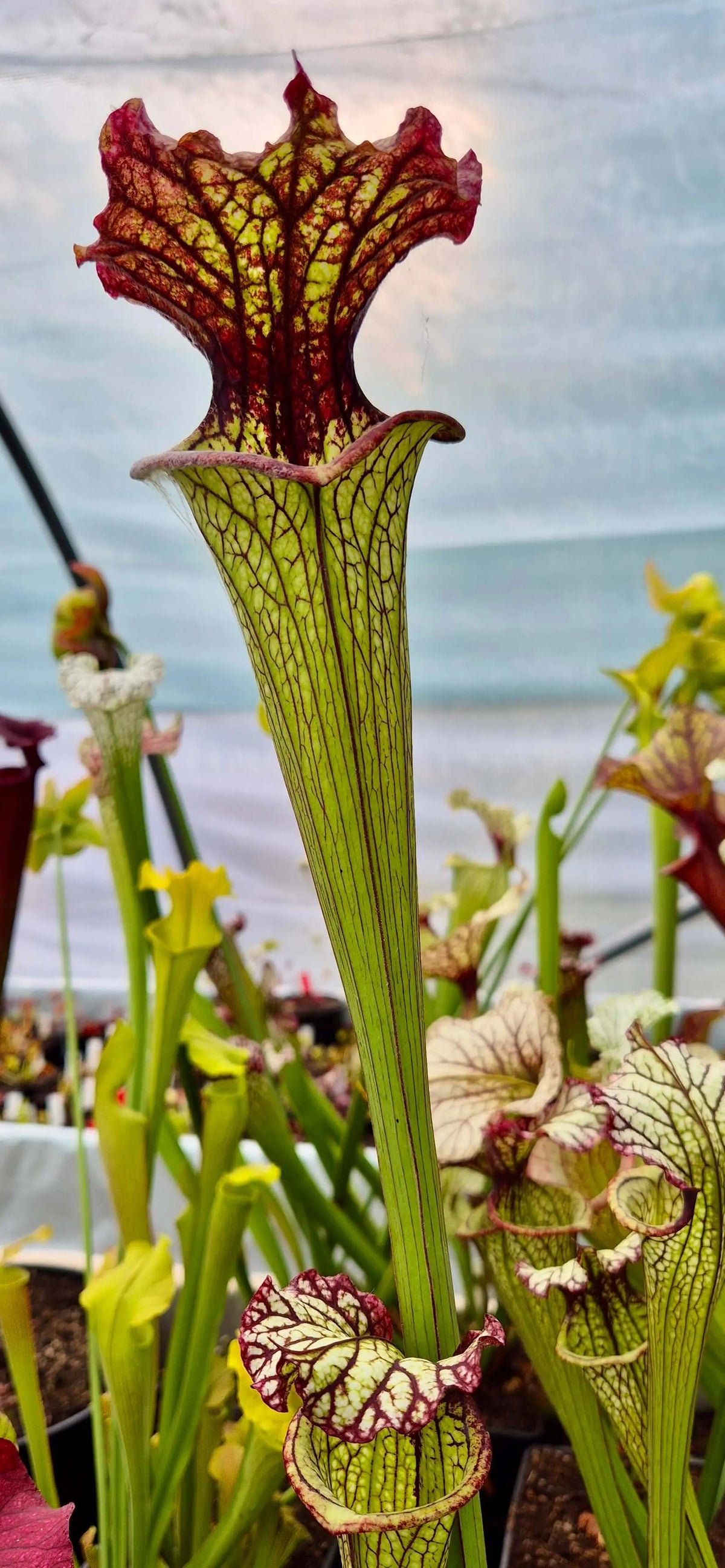 Sarracenia 'Lynda Butt' H10MK gros plan sur les urnes