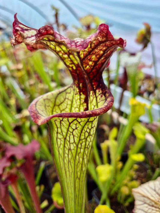 Sarracenia 'Lynda Butt' H10MK urnes fines opércule bordé de rouge