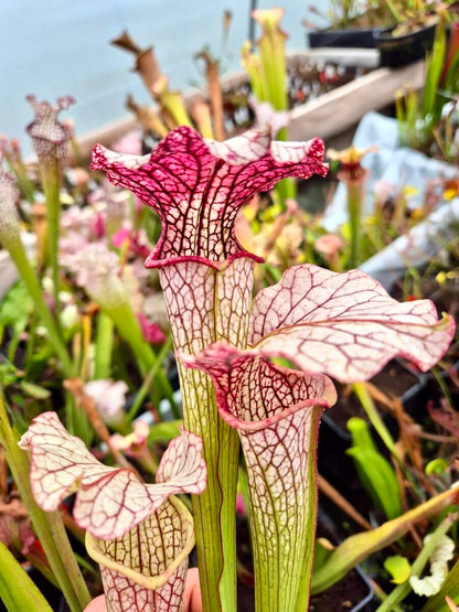 Sarracenia "Vanilla Opal" CDS29 urne blanche crème